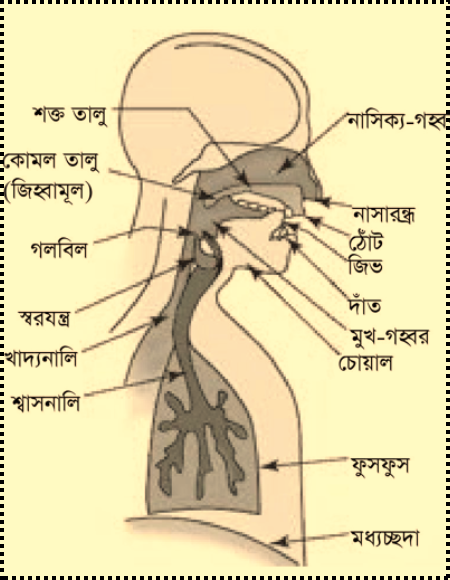 ধ্বনি পরিবর্তন (Sound Change)